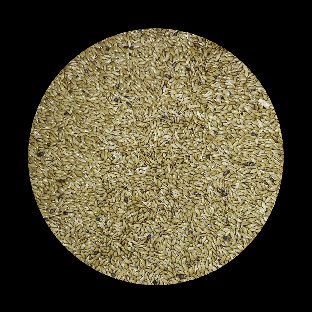 canary seeds-2