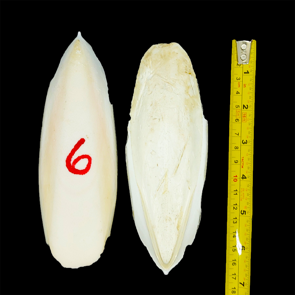 cuttlebone-6 inch
