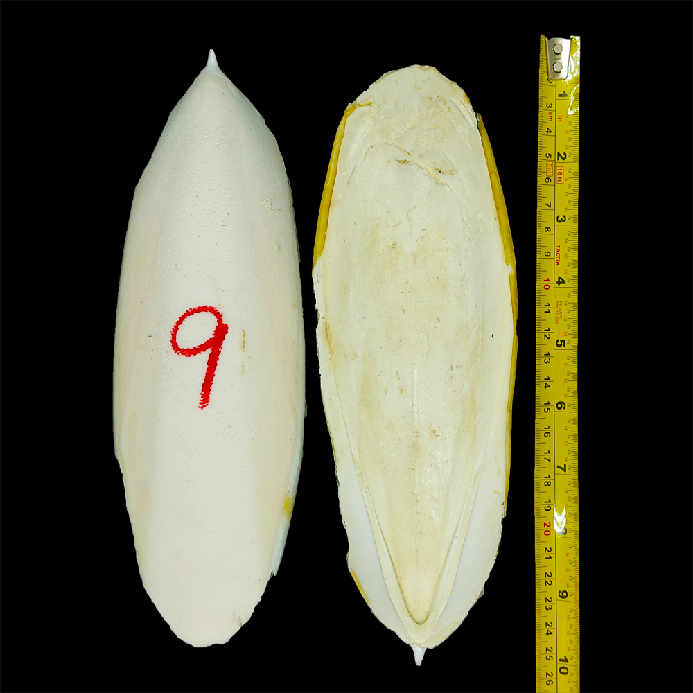 cuttlebone-9 inch